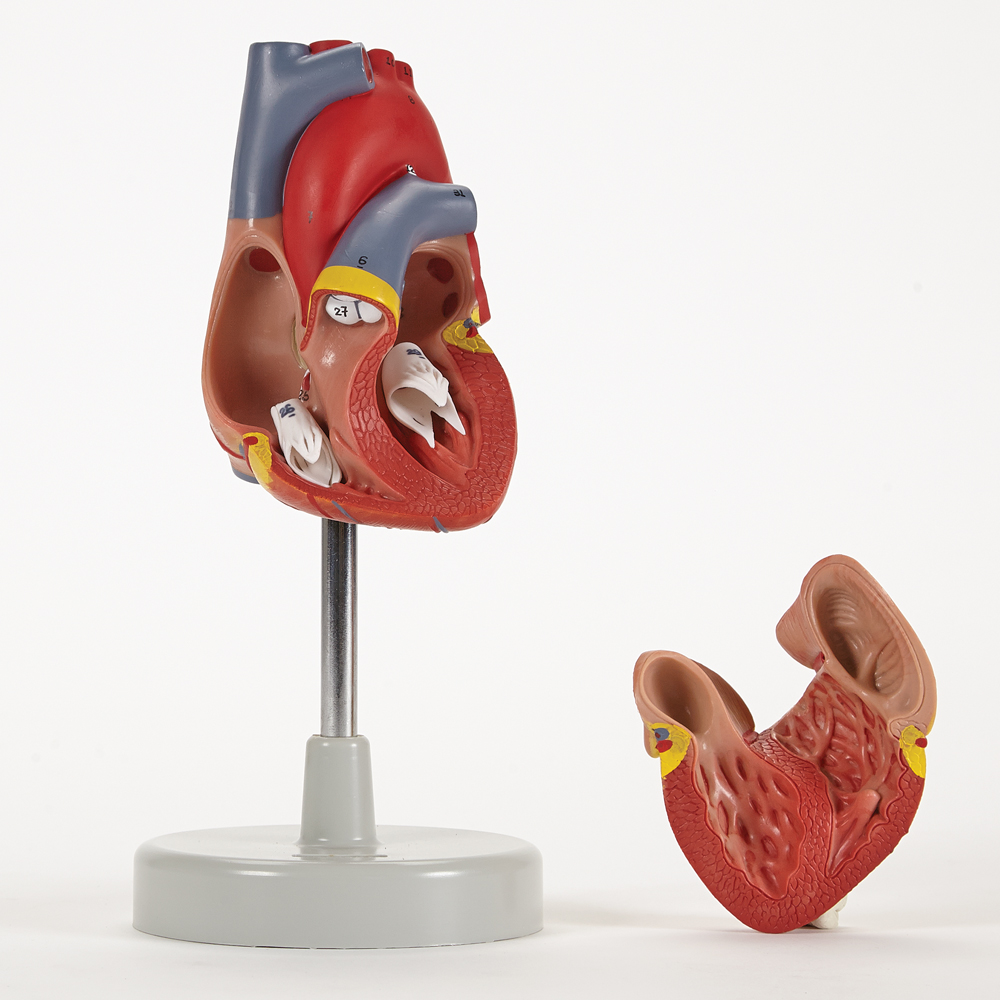 This life size model is dissectible into 2 parts and clearly shows internal and external anatomy including valves, cardiac chambers, and pulmonary and systemic vascular structures. 
