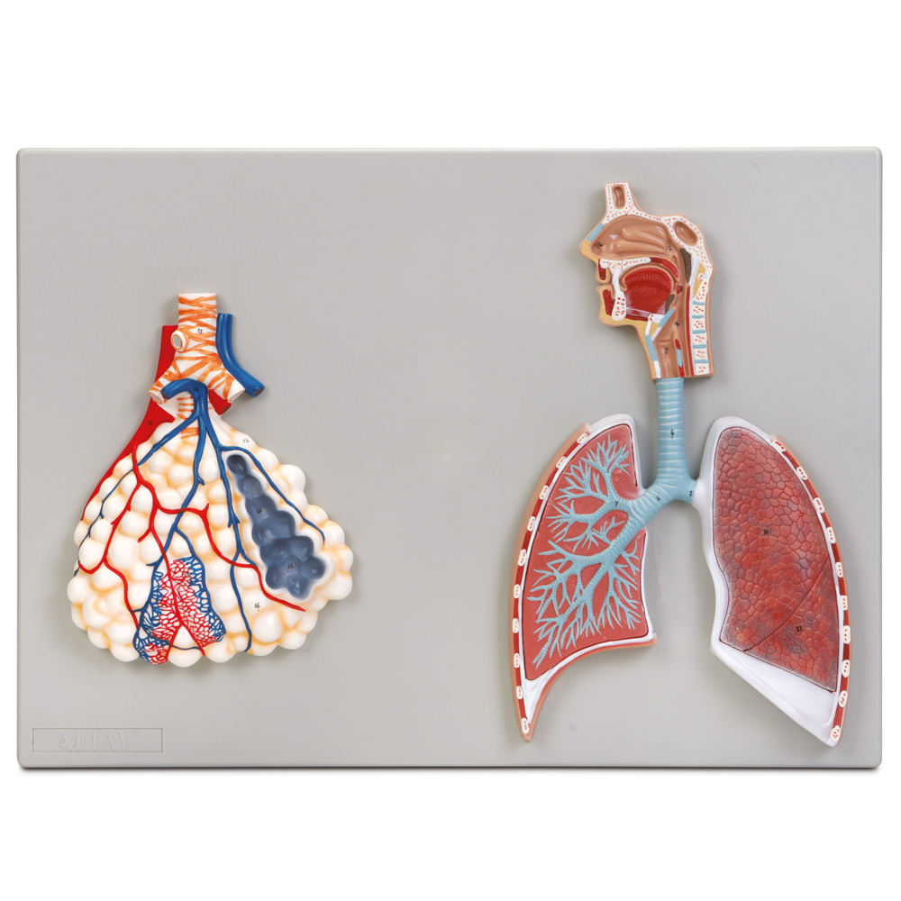 Two-part model shows respiratory airway structures from the nasopharynx to the terminal bronchioles of the right lung. Surface view of left lung shows superior and inferior lobes. Highly magnified representation of pulmonary alveoli shows association with terminal bronchioles and capillary bed.