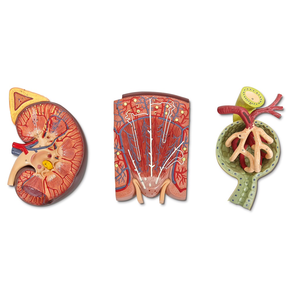 This life size, 2-piece model represents the right human kidney and adrenal gland. The anterior portion is removable to reveal the internal structures of the kidney. The renal artery and vein are shown, as well as the proximal end of the ureter.