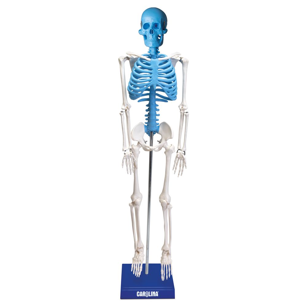 This miniature skeleton stands approximately 85 cm tall and includes a removable skull cap and hinged jaw. There is articulation in the joints. The axial skeleton is in blue, the appendicular skeleton in white, to more easily distinguish the different bones.