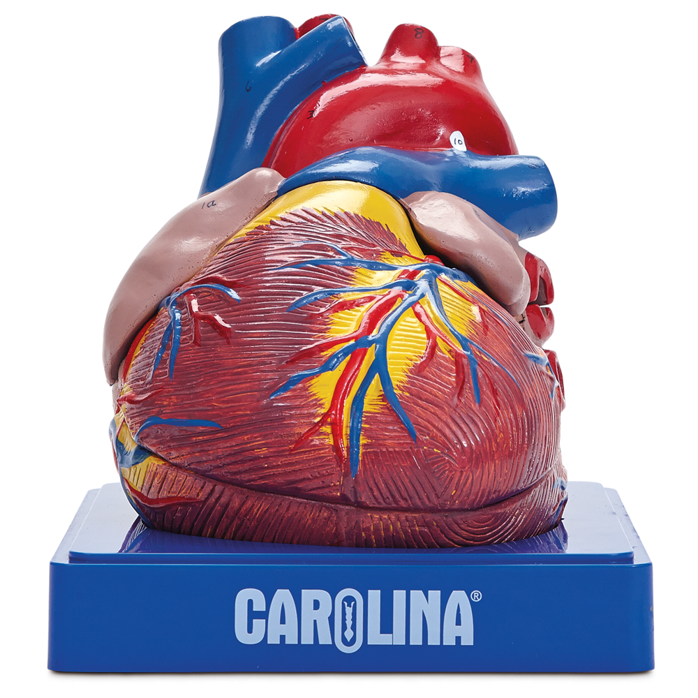 This 2× life size, 3-piece model of the human heart is enlarged for enhanced detail of internal and external structures and identifies 30 structures, including the coronary arteries and veins. The anterior portions of the ventricles and the atria are removeable