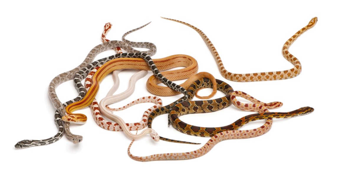 Scaleless Corn Snakes, Pantherophis Guttatus, in front of white background;