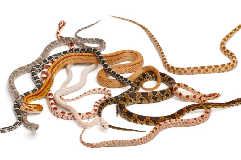 Biotechnology Archives - Carolina Knowledge Center - Life Sciences Frozen-Thawed Snake Genetic Testing For Disease