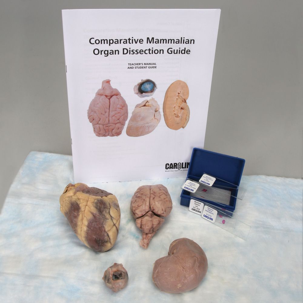 Comparative Mammalian Organ Dissection with Carolina’s Perfect Solution