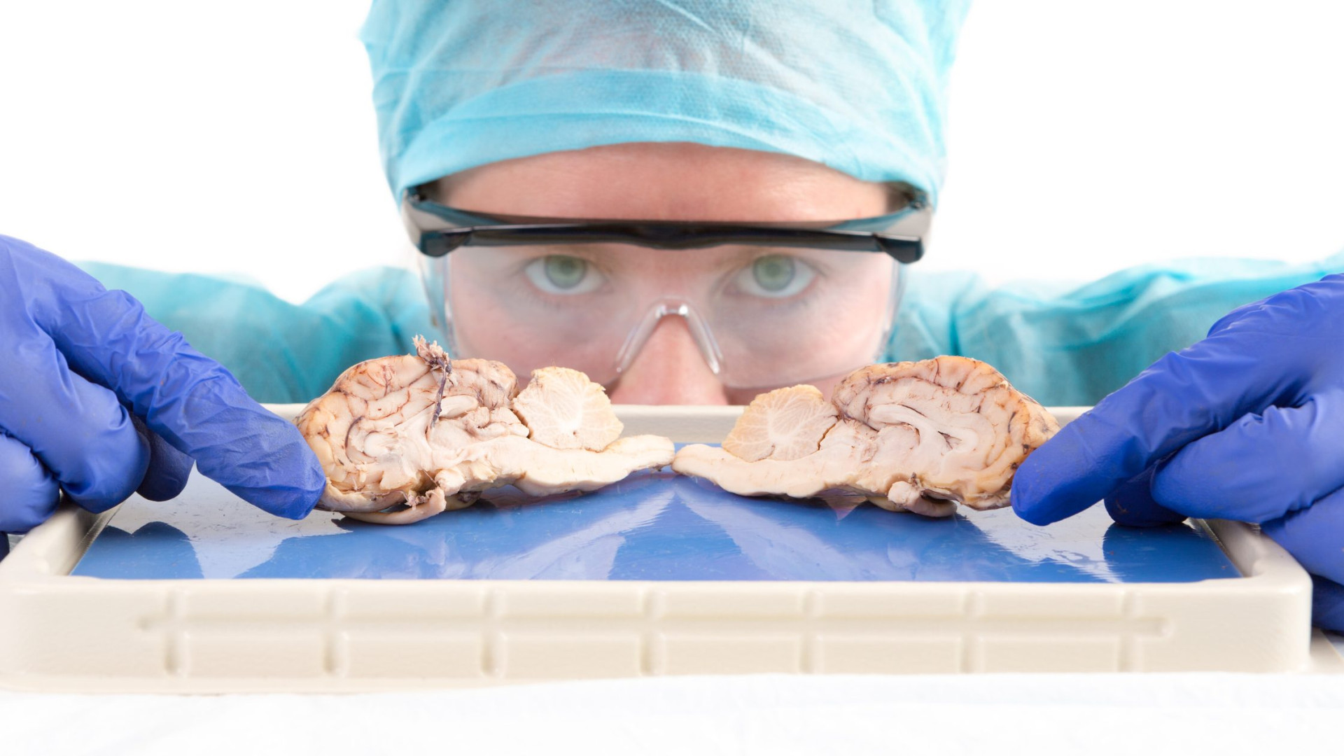 Comparative Mammalian Organ Dissection with Carolina’s Perfect Solution