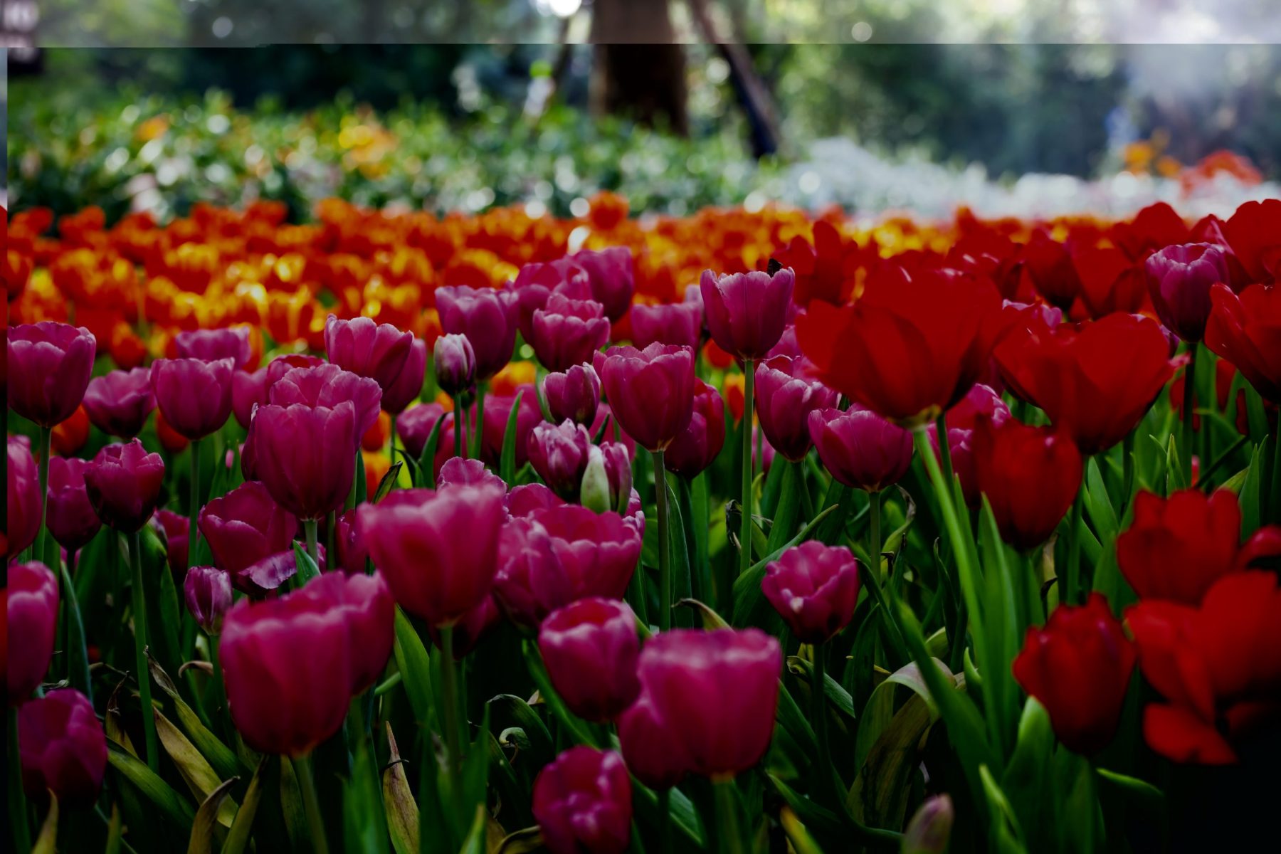 Tulips planted in a field.