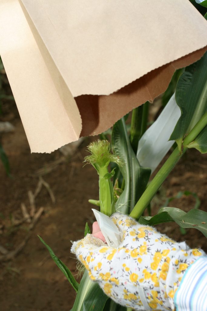 Bags cover the clipped ears.