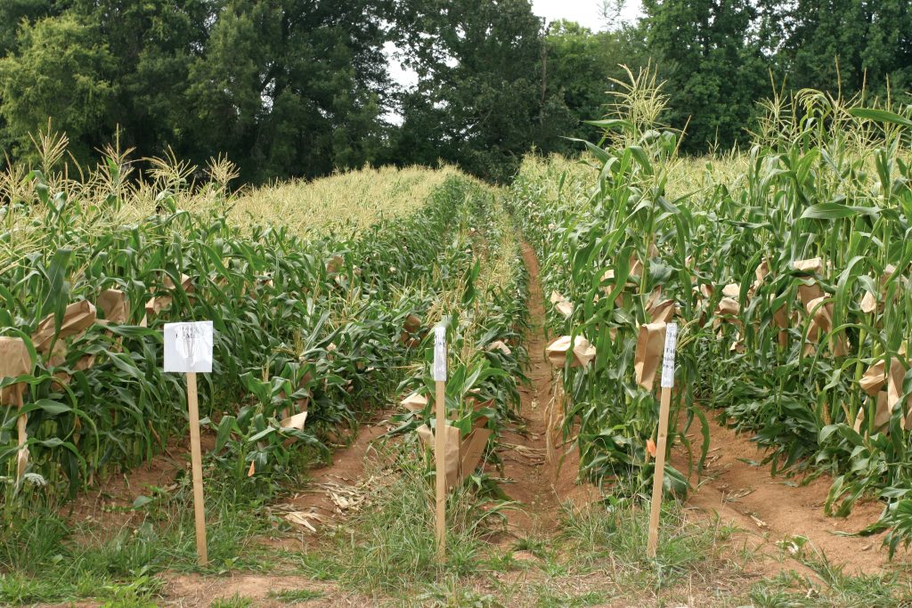 1. Corn is planted in plots that range in size from a few rows to 4 or 5 acres.