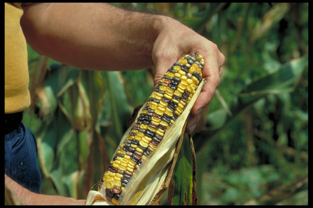 Zea maysGenetic corn ear