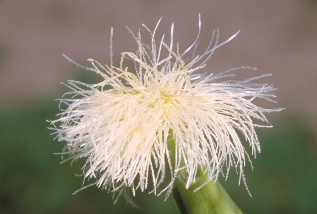 Zea mays Corn ear, hand-pollinated trimmed silks