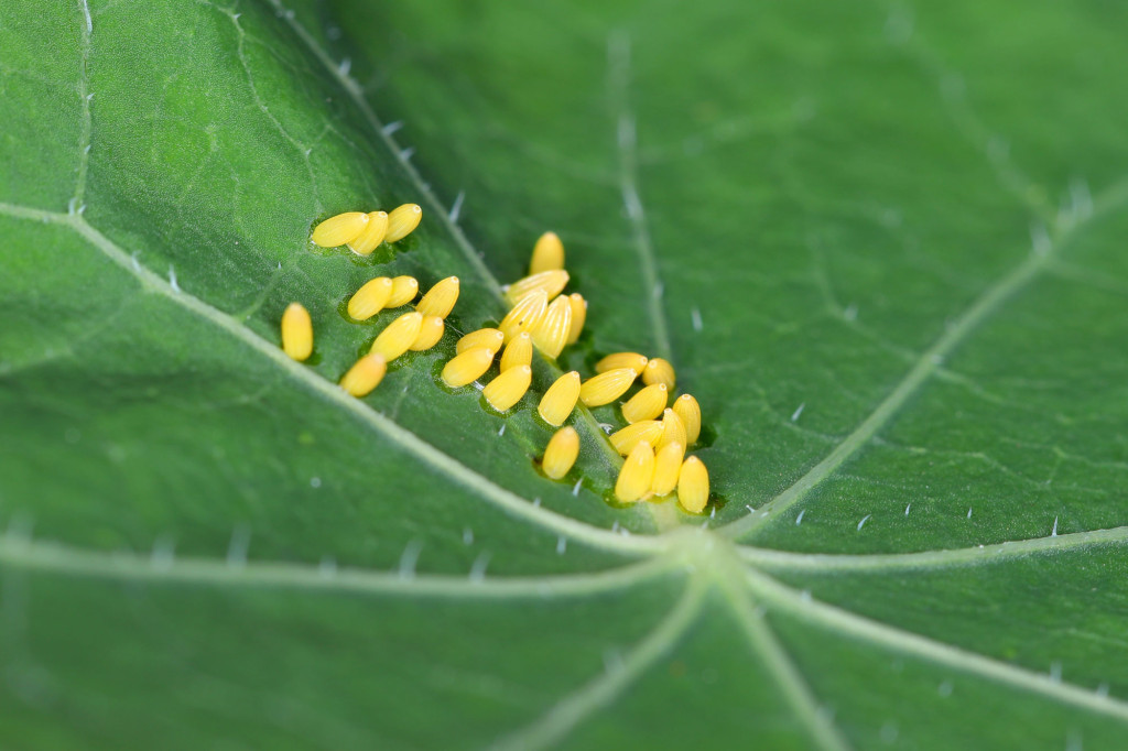 butterfly-eggs-feature