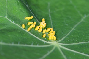butterfly-eggs-feature