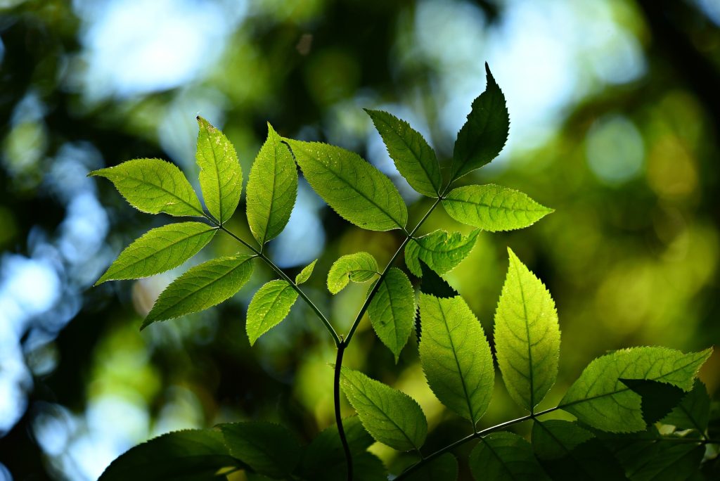 leaves-3616892_1920