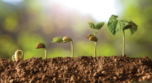 seed-germ-feature