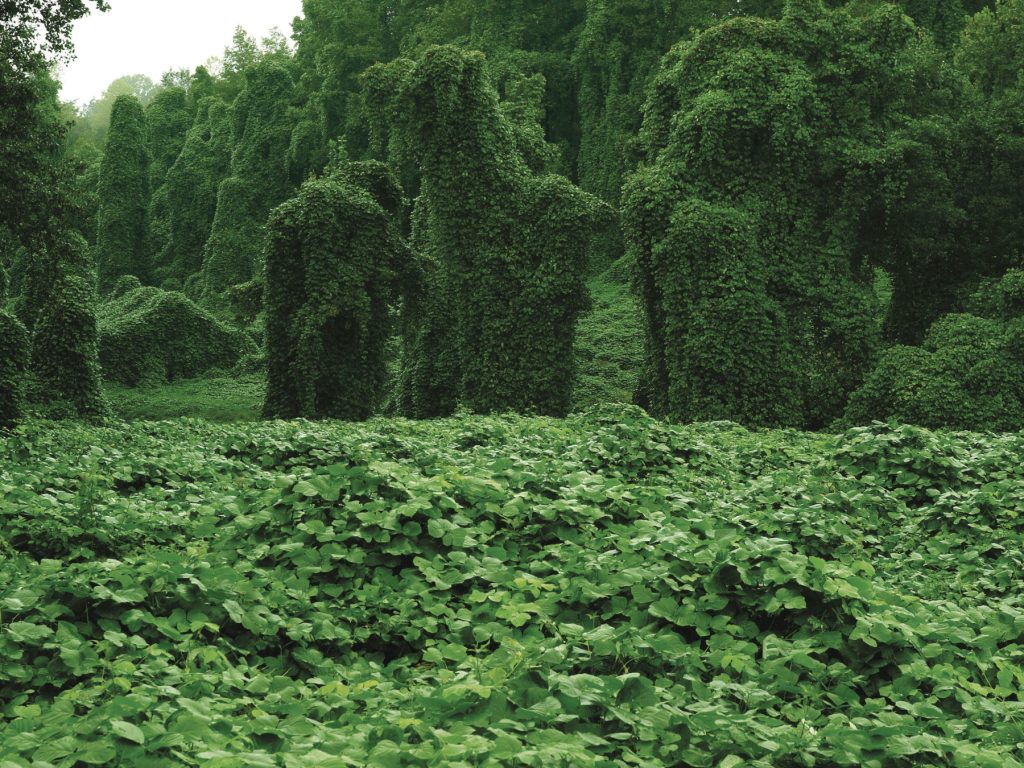 Kudzu vine covers everything in its path.