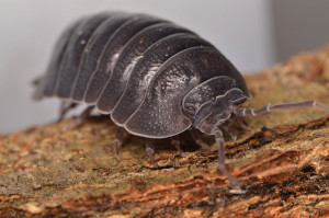 sow-bug-feature