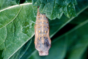 Cynthia carduiPainted lady butterfly pupa