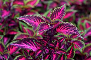 coleus-7525669_1920