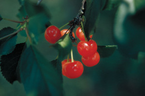 fruit-dichotomy-feature