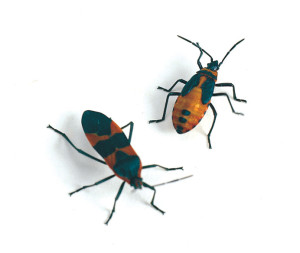 inv-bio-feature