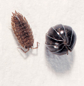 pill-bug-feature