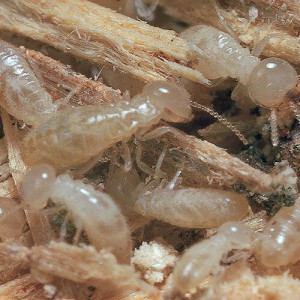 termite-pheromones