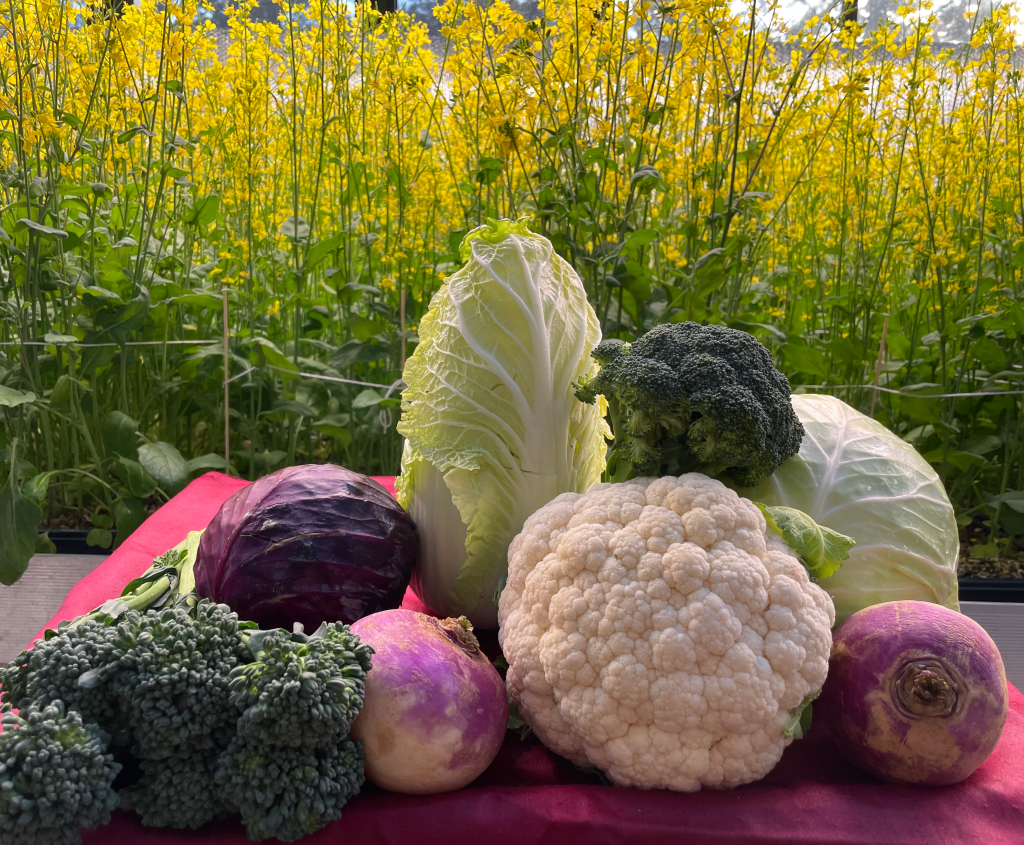 Brassicas and Fast Plants photo