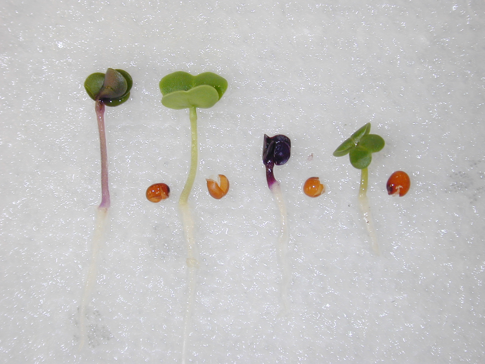 purple or non-purple and rosette vs. standard stature phenotypes