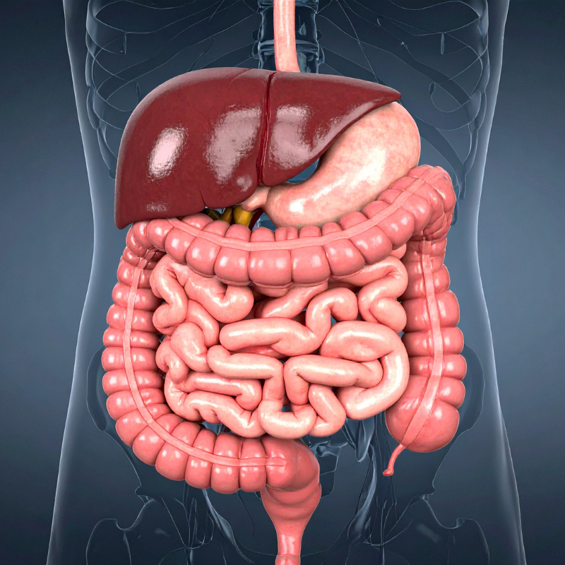 Human digestive system