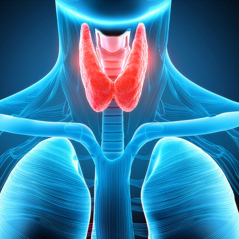 Thyroid gland and the endocrine system.