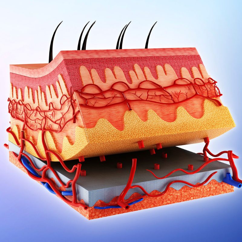 Cross section of human skin