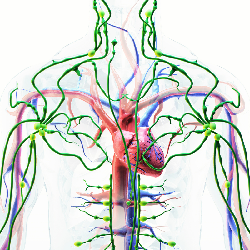 Human lymphatic system