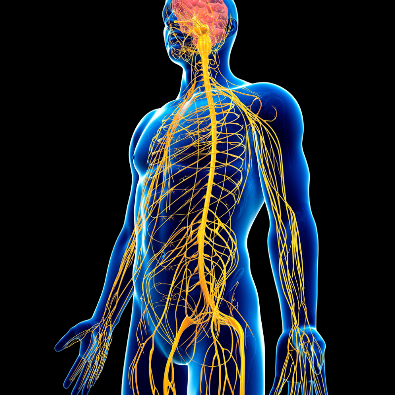 Illustration of human nervous system.