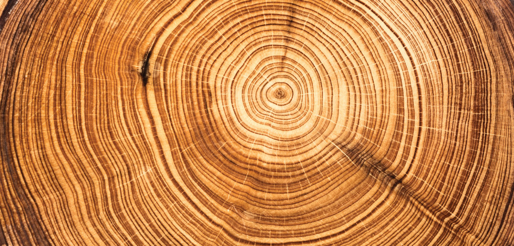 Scientific and Engineering Practices and Crosscutting Concepts