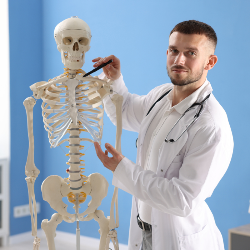 Doctor showing a human skeletal system model in a classroom.