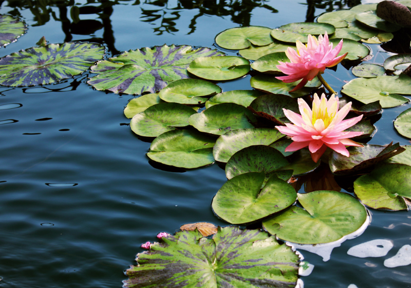 water lillies