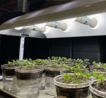 Wisconsin Fast Plants seedlings growing.