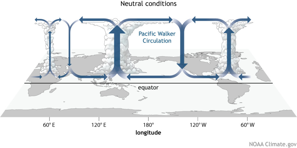 WalkerNeutral_large