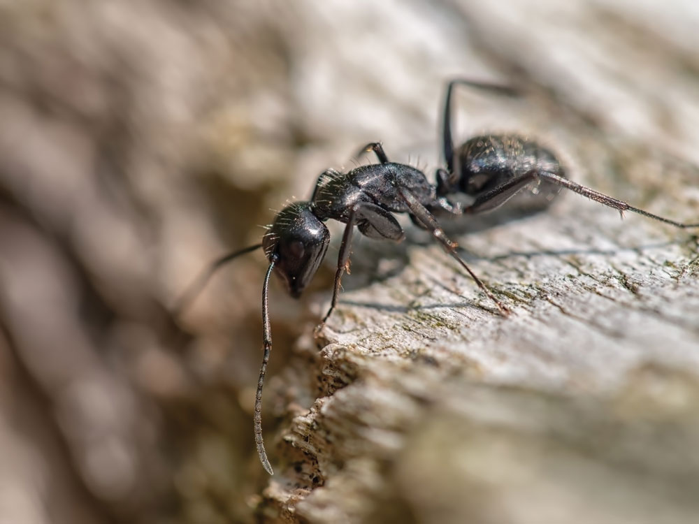 ants02