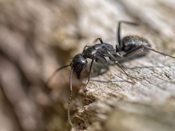 carpenter ants