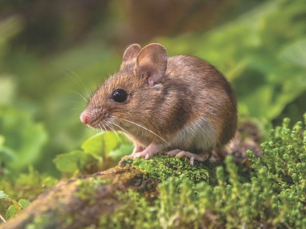 field mouse