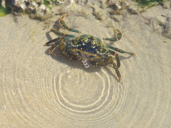green crab