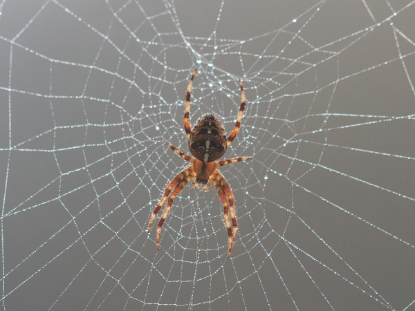 orbweaver spider