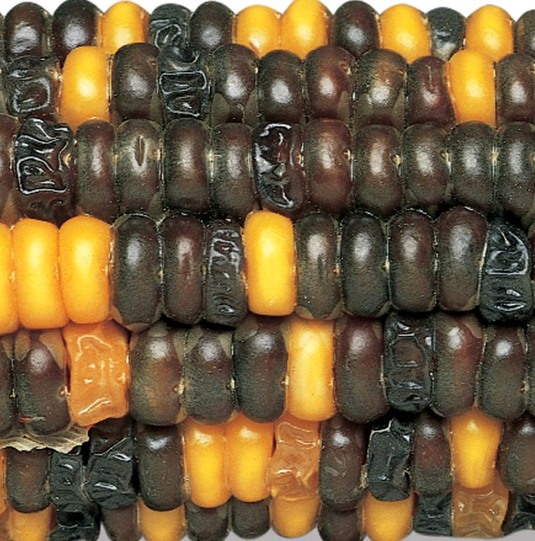176600_Corn_Alleles