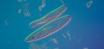 Paramecium