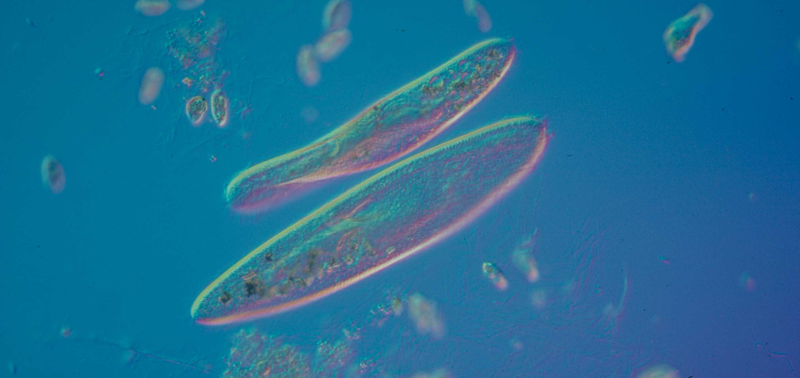 Paramecium