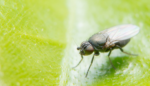 drosophila feature