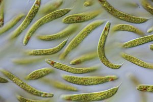 euglena-image