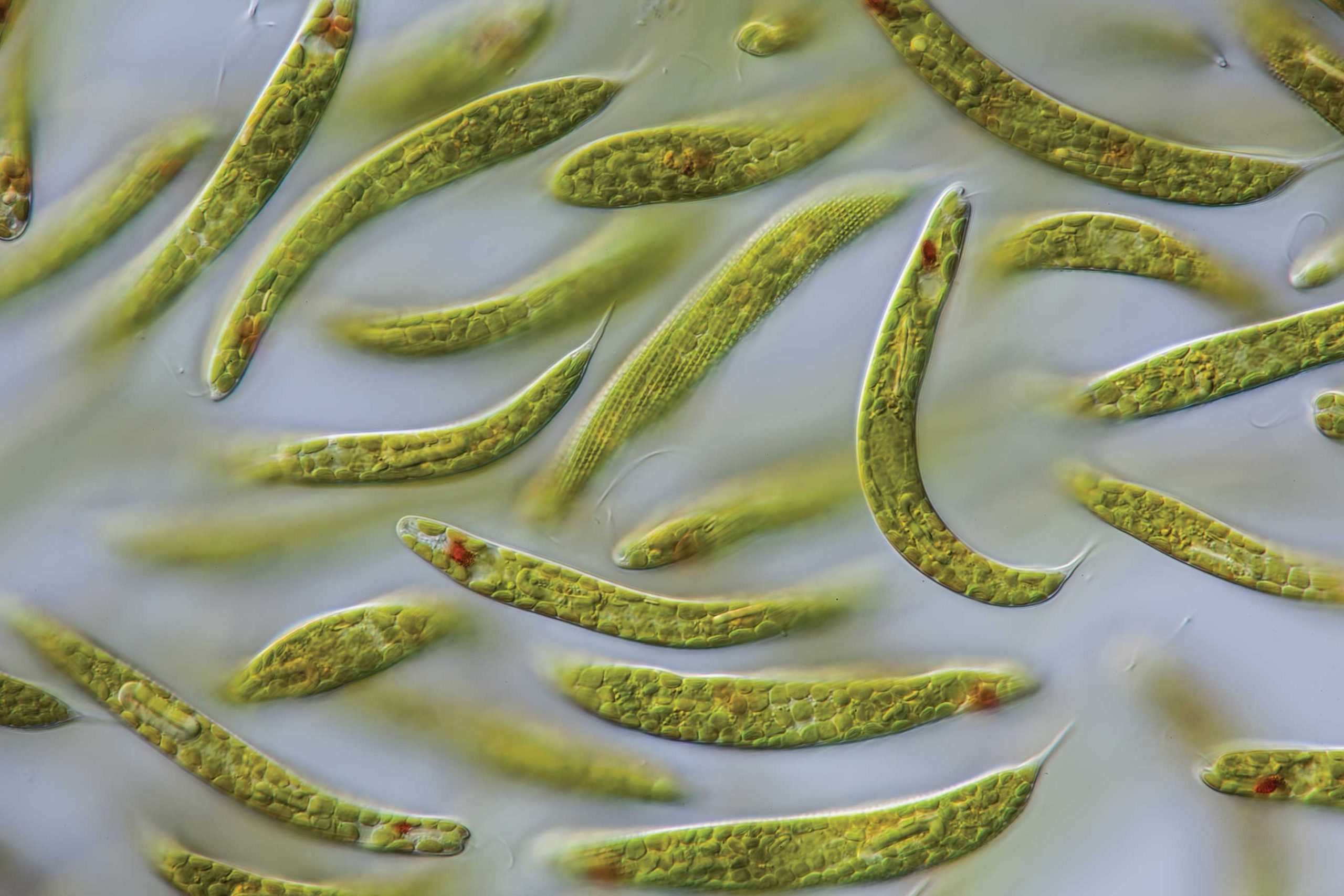 euglena-image