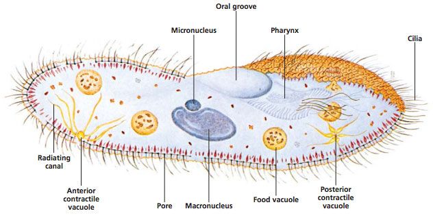 Drawing of a Paramecium